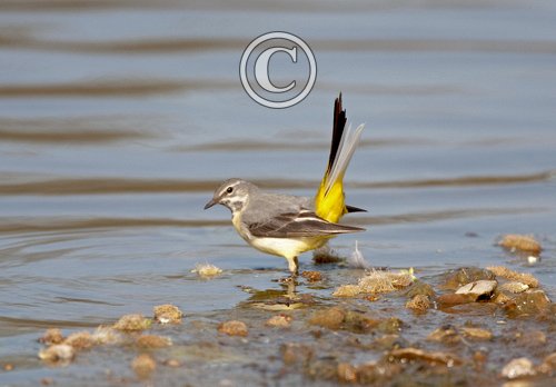 Greywagtail DM0782